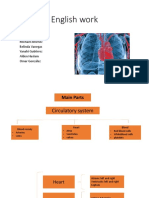 Circulatory System Overview