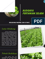 Budidaya Pertanian Selada