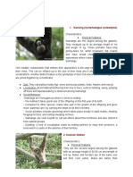 Primates Individual PDF