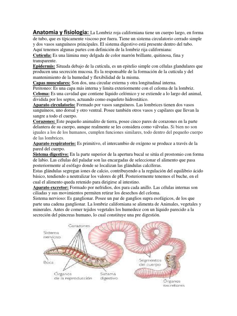 Anatomia y Fisiologia | PDF | Sistema digestivo humano | Anatomia animal, image size:768x1024