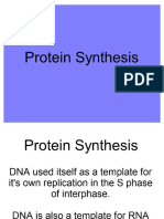 protein synthesis