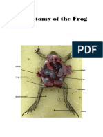 Anatomy of The FrogGROUP2