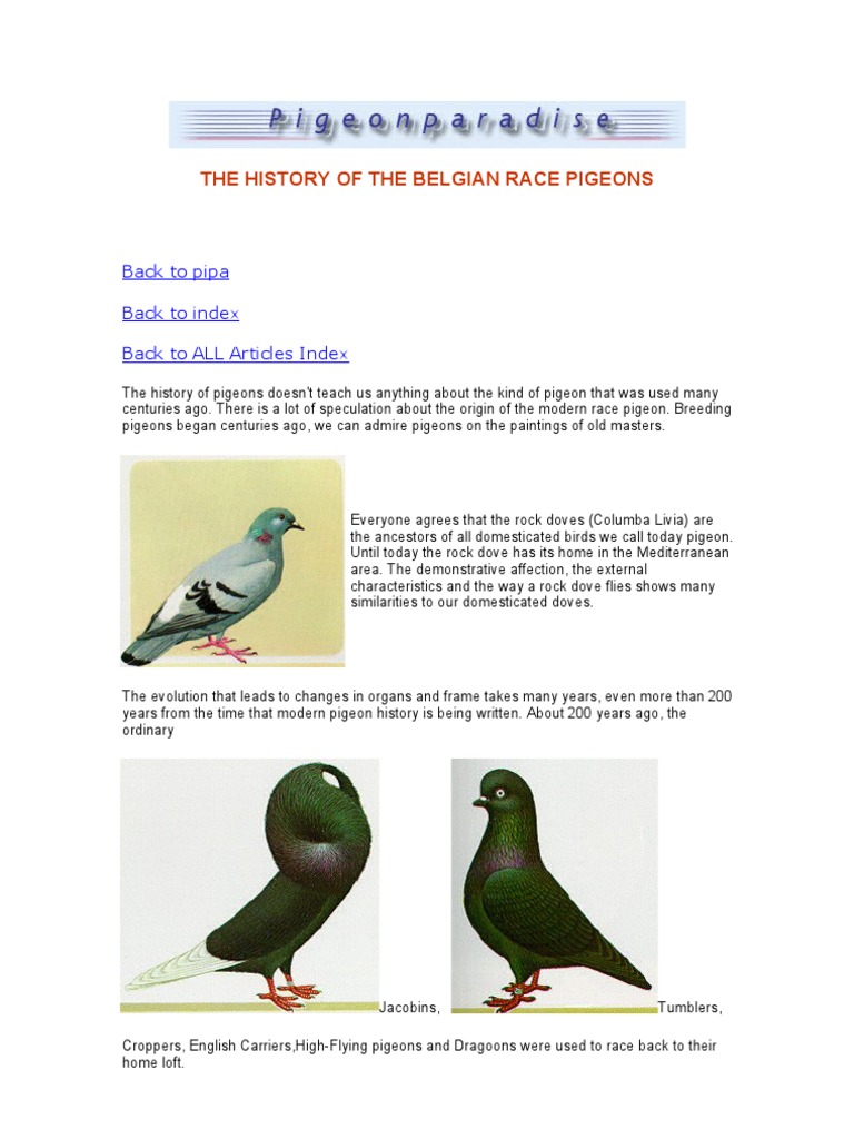 The History of The Belgian Race Pigeons | PDF | Columbidae | Columbiformes