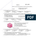Section A.: Basement Membrane