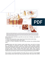 Histologi Tulang