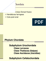 Urocordados y Cefalo PDF