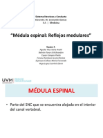 Medula Espinal-Reflejos Medulares