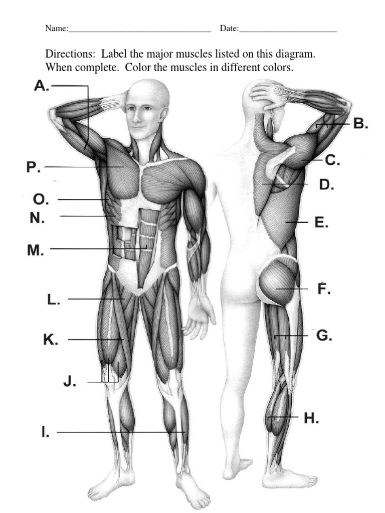 muscle-labeling-and-coloring-worksheet-pdf