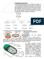 Tipos de Celula Procariota y Eucariota en Word