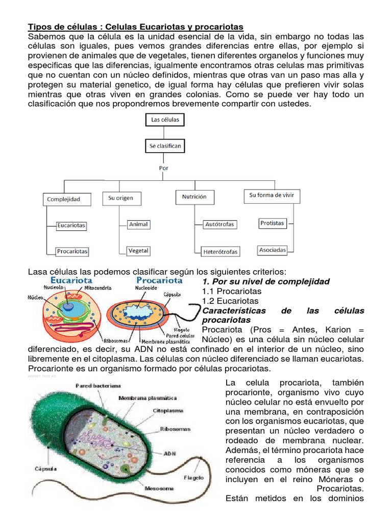 Tipos de Celula Procariota y Eucariota en Word | PDF | Biología Celular ...