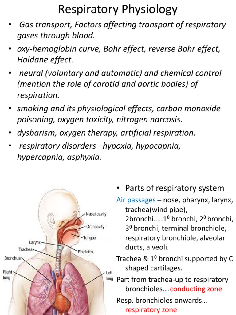 Respiratory Physiology Essentials | PDF | Respiratory Tract | Hypoxia ...