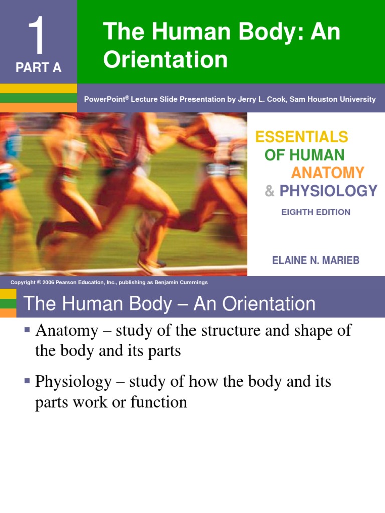 CH 1 - Human Body Orientation | Download Free PDF | Homeostasis | Human ...