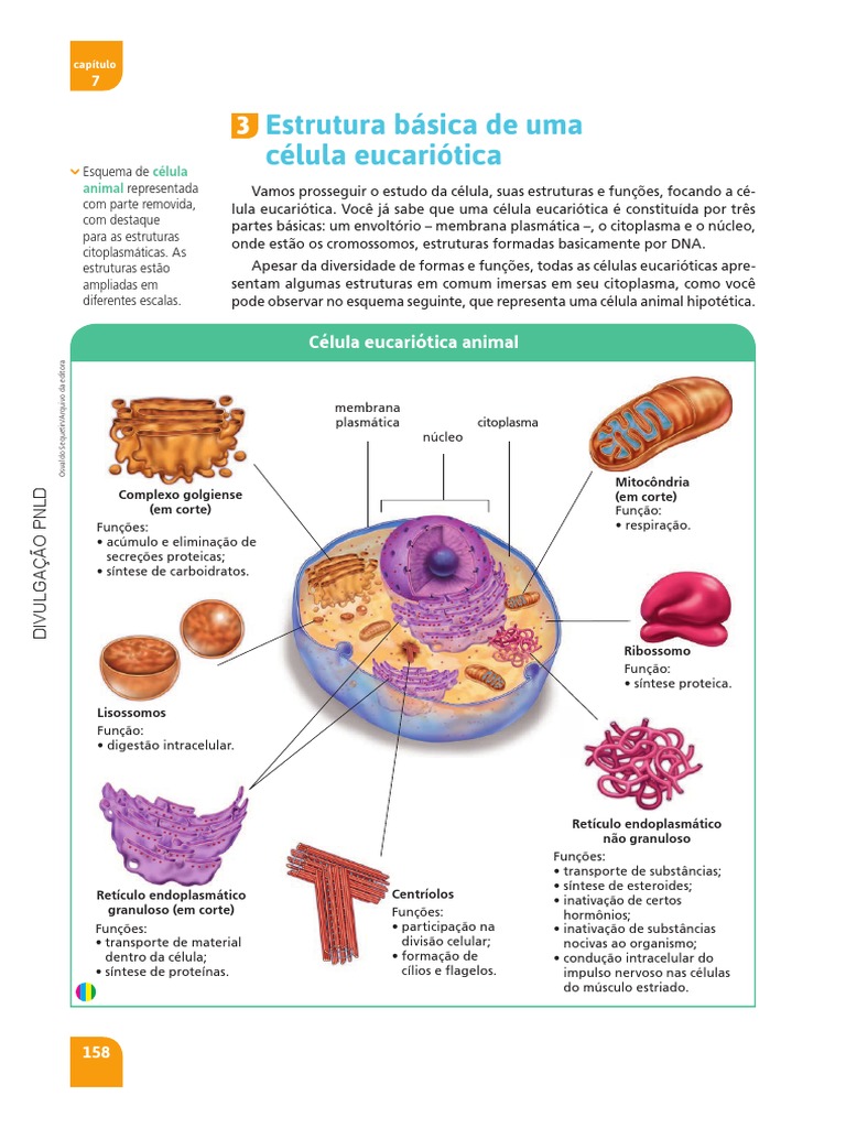 Partes De Uma Celula Animal E Suas Funcoes Célula Eucariótica Ou
