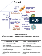 Celulas Ejemplos