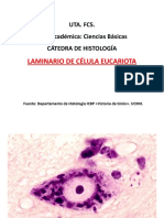 UTA Laminario de Célula Ecucariota
