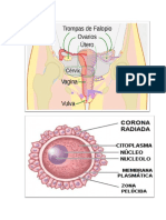Sistema Reproductor Femenino