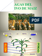 2° Clase Ent. Aplic. - Plagas Del Maiz