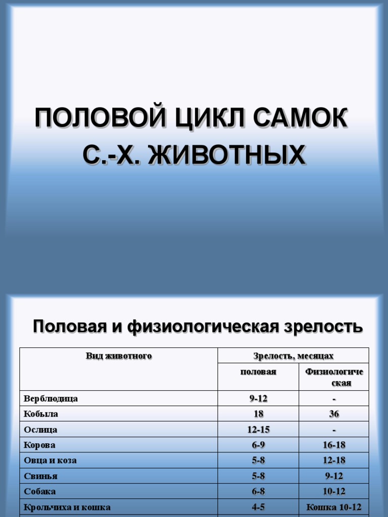 Доклад по теме Половой цикл собак и кошек