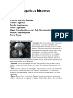 Agaricus Bisperus