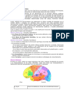 Areas Cerebrales PDF