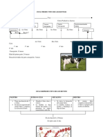 Ciclo Productivo de Los Bovinos