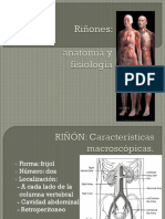 Anatomía y Fisio Renal
