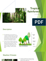 Tropical Rainforest: Caroline Motes