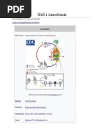 BAB 1 Amoebiasis