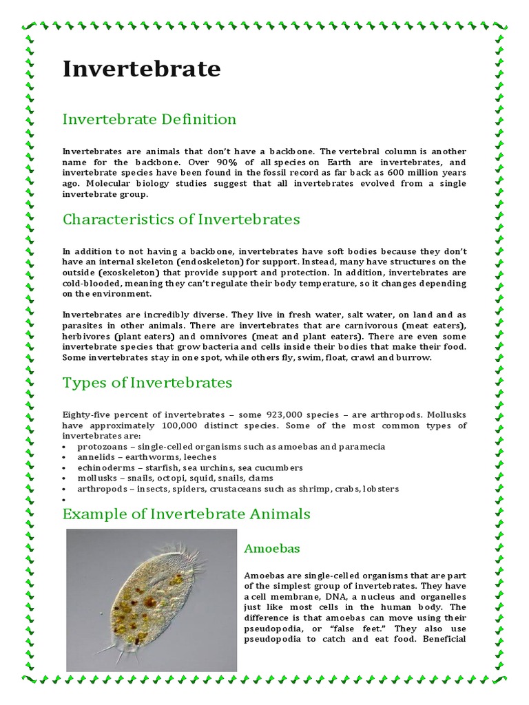 Invertebrate Definition | PDF | Amphibian | Invertebrate