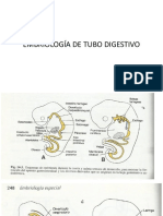 Dibujo Embriologia 