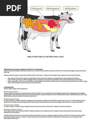Organ Pencernaan Sapi