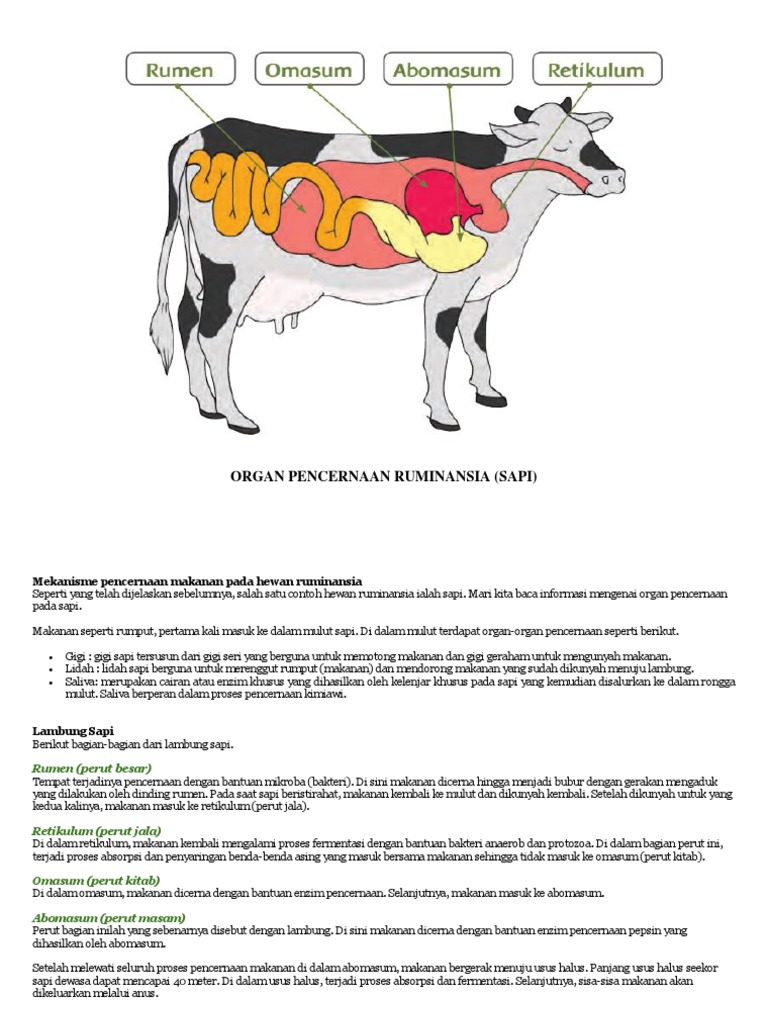 Organ Pencernaan Sapi | PDF