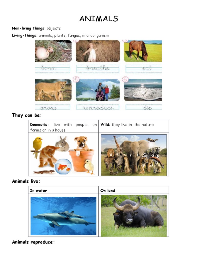 Animal Classification and Characteristics | PDF | Home & Garden ...