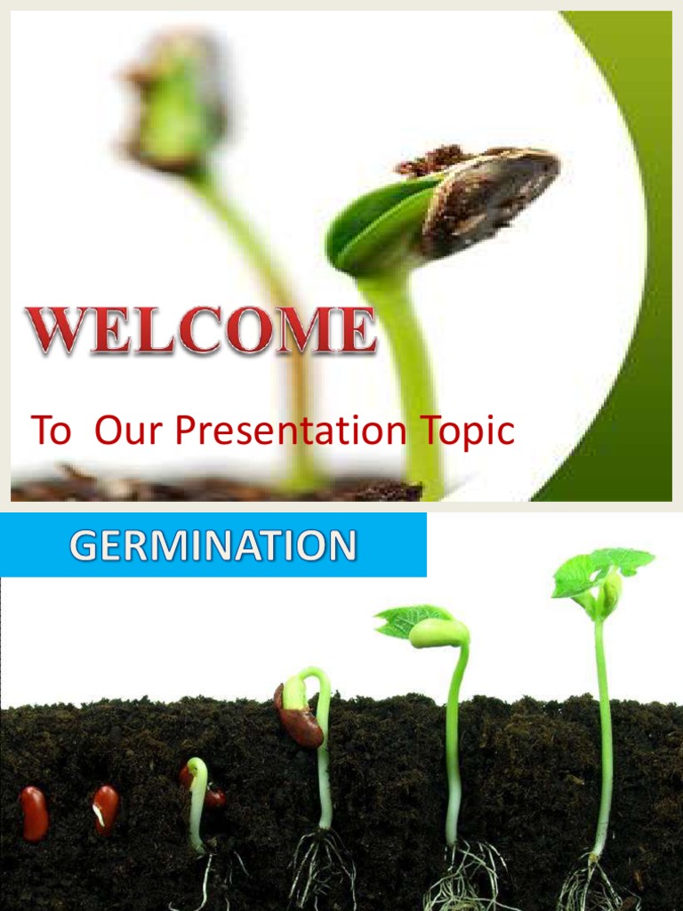 Seed Germination Process Explained | PDF | Seed | Germination