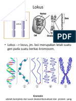 Lokus+kromosom Homolog+ Kromatid Saudara