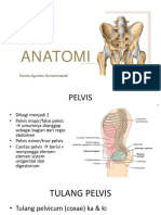 Anatomi Urogenital