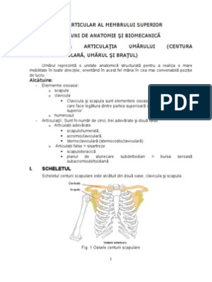 biomecanica membrului superior pdf