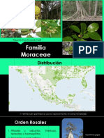 Familia Moraceae
