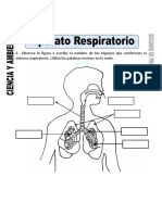 Ficha de Aparato Respiratorio para Segundo de Primaria