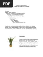 Download TANAMAN LIDAH MERTUA by ayuren SN42746421 doc pdf