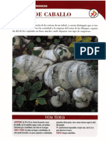 Fomes Fomentarius.pdf