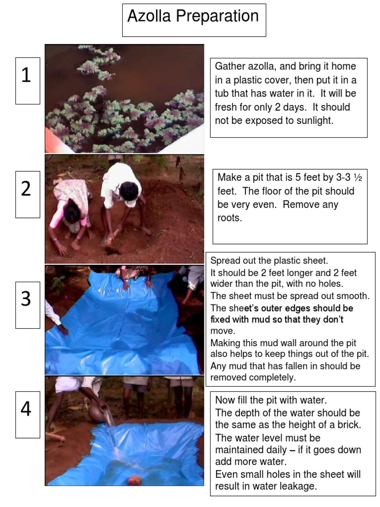 Azolla Preparation PDF | PDF | Water | Horticulture And Gardening