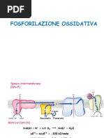 fosforilazione ossidativa