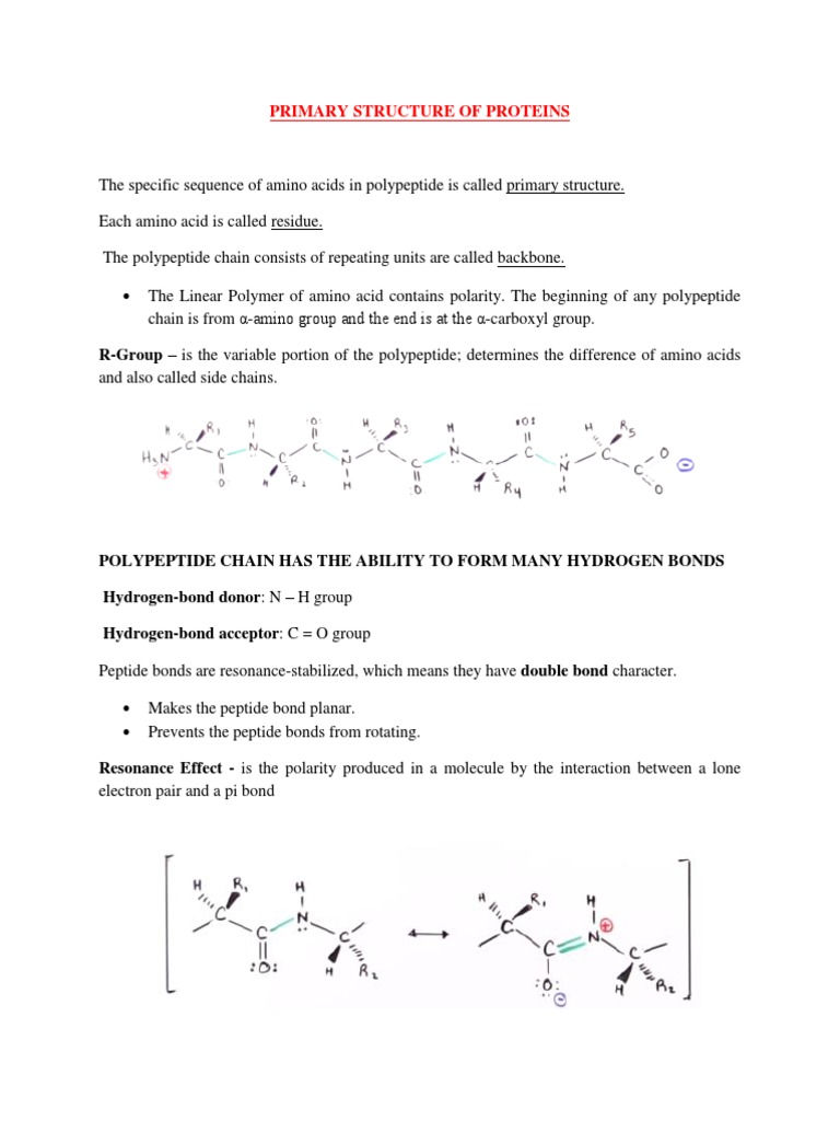 Understanding Protein Primary Structure | PDF | Protein Structure ...
