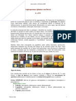 Angiospermas Frutos Texto PDF