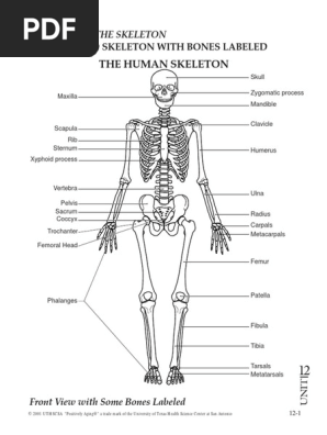 Bones Teacher Skeleton With Bones Labeled 2a Pdf