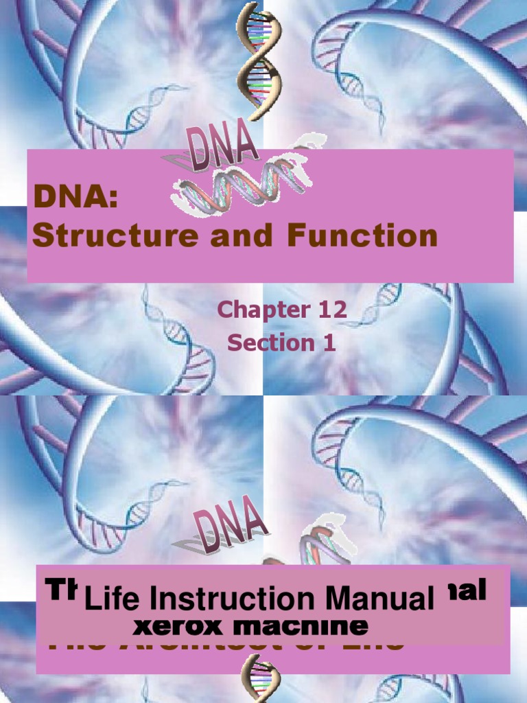 Dna Structure and Function Section 1 PDF Nucleotides Dna