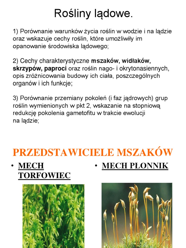 Wyjaśnij Dlaczego Pokoleniem Dominującym U Paprotników Jest Sporofit