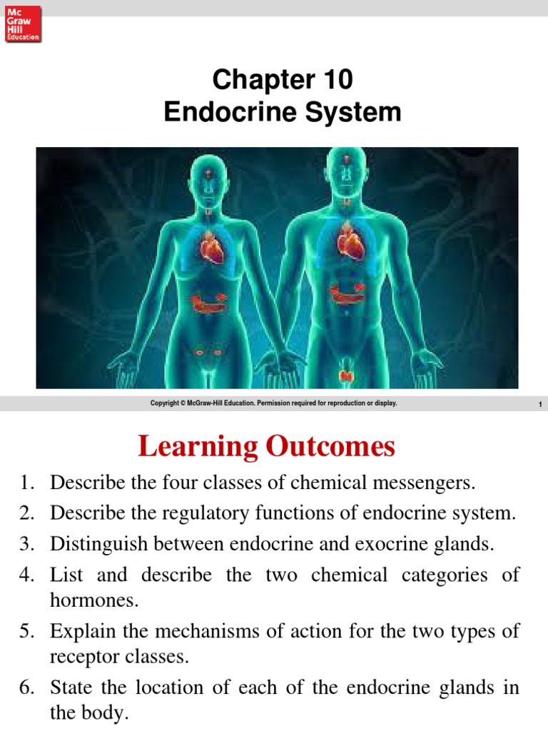 Endocrine System Pdf Hormone Adrenal Gland