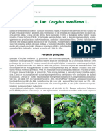 Growing Hazel PDF